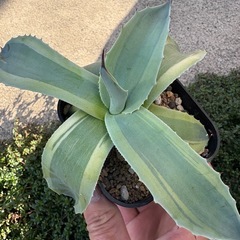 【特価】アガベ オバティフォリア オルカの画像