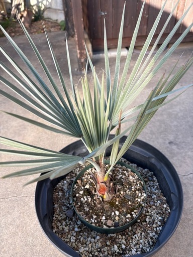 ブラヘヤアルマータ　シルバーブルー　耐寒性ヤシ　ヤシの木