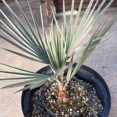 ブラヘヤアルマータ　シルバーブルー　耐寒性ヤシ　ヤシの木