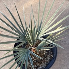 ブラヘヤアルマータ　シルバーブルー　耐寒性ヤシ　ヤシの木の画像