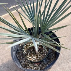 ブラヘヤアルマータ　シルバーブルー　耐寒性ヤシ　ヤシの木の画像