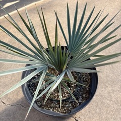 ブラヘヤアルマータ　シルバーブルー　耐寒性ヤシ　ヤシの木の画像