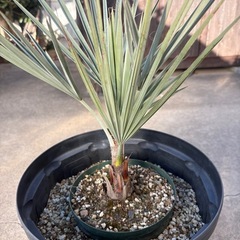 ブラヘヤアルマータ　シルバーブルー　耐寒性ヤシ　ヤシの木の画像