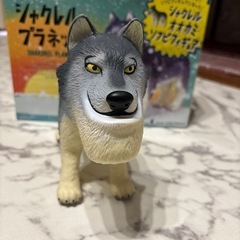 シャクレオオカミの画像
