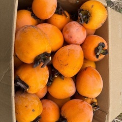 最終　3L 干し柿用渋柿　T字枝あり　5キロの画像