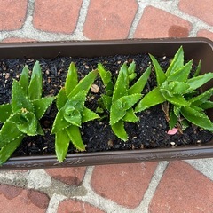 断捨離中　アロエ　子株の画像