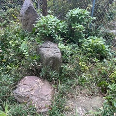 大きい庭石たくさんもらってくださいの画像