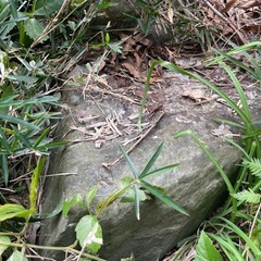 大きい庭石たくさんもらってくださいの画像