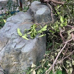 大きい庭石たくさんもらってくださいの画像