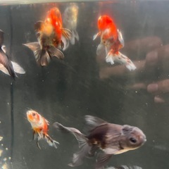 金魚セットの画像