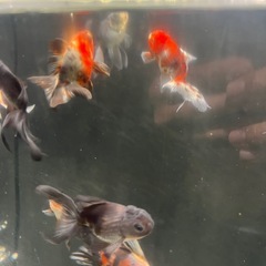 金魚セットの画像