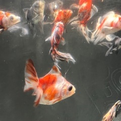 金魚セットの画像