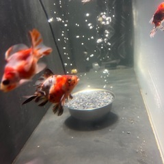 金魚セットの画像