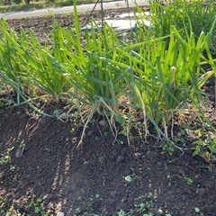 ネギ【本日限定】
の画像