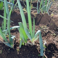 ネギ【本日限定】
の画像