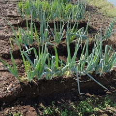 ネギ【本日限定】
の画像