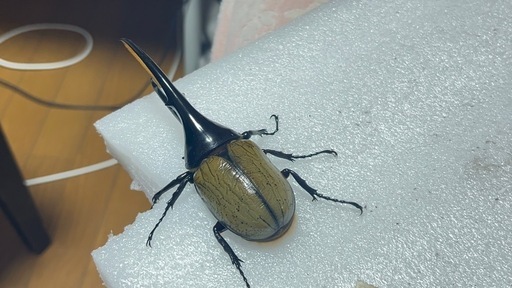 ヘラクレス 130mm程度