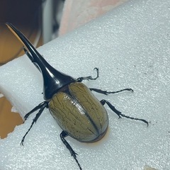 ヘラクレス 130mm程度
の画像