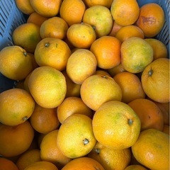 有田みかん ゆら早生 訳あり サイズ混合 家庭用 まとめ売りの画像