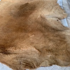 毛皮の画像