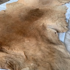 毛皮の画像