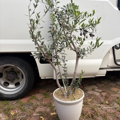 🌿【オリーブの木】高さ約1.3m／鉢付きそのまま✨ 3,500円の画像