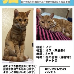 助けてくださいうちの猫が迷子になりました