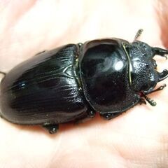 京都府産オオクワガタ F2 ♀45ミリの画像