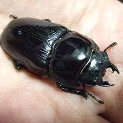 京都府産オオクワガタ F2 ♀45ミリの画像