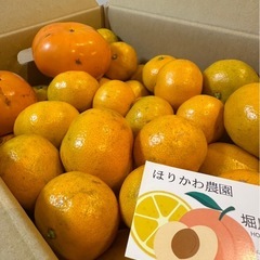 限定5組農家直売中生みかん5キロの画像