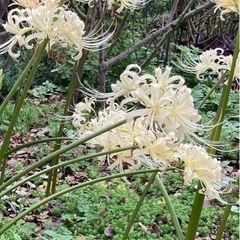 白曼珠沙華の画像