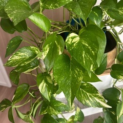 観葉植物 ポトスの画像