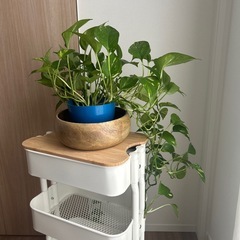 観葉植物 ポトスの画像