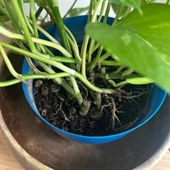 観葉植物 ポトスの画像