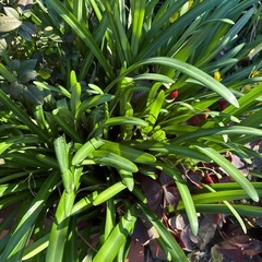 白曼珠沙華の画像