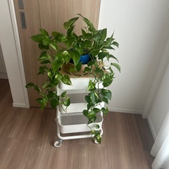 観葉植物 ポトスの画像