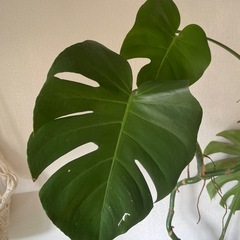 観葉植物　本物　無料　 モンステラ（約110cm）の画像