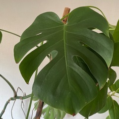 観葉植物　本物　無料　 モンステラ（約110cm）の画像