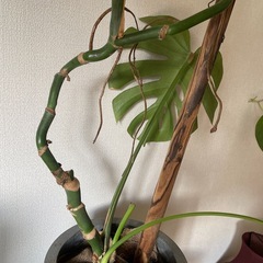 観葉植物　本物　無料　 モンステラ（約110cm）の画像