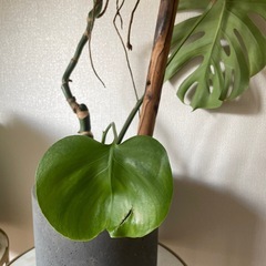 観葉植物　本物　無料　 モンステラ（約110cm）の画像