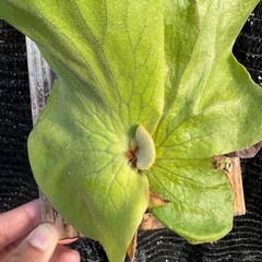 ビカクシダ　エレファントティスの画像