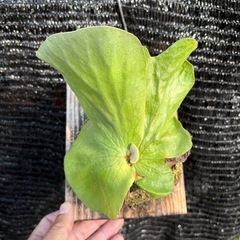 ビカクシダ　エレファントティスの画像