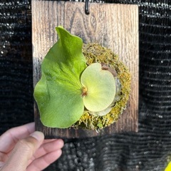 ビカクシダ　エレファントティスの画像