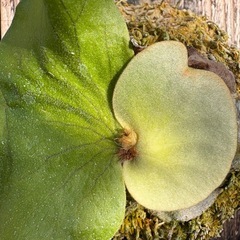 ビカクシダ　エレファントティスの画像