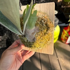 ビカクシダ　ベイチーの画像