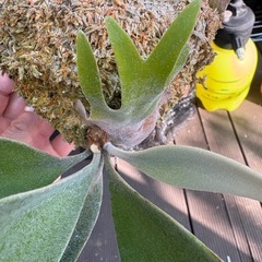 ビカクシダ　ベイチーの画像