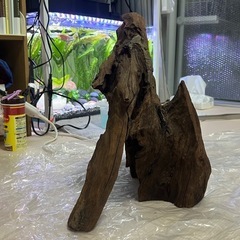 流木
の画像