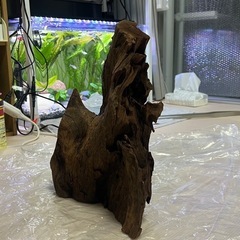 流木
の画像