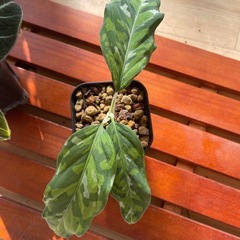 アグラオネマピグタム・ブラックベルベットセット♪の画像
