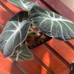 アグラオネマピグタム・ブラックベルベットセット♪の画像